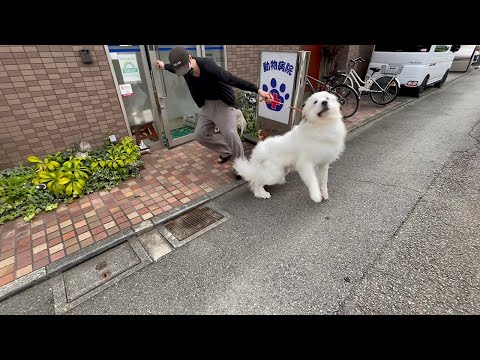 獣医が嫌な犬  