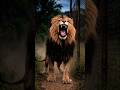 crazy Lion roaring | Lion roar sound | Lion King #animals #lion #shortsfeed #wildlife