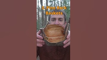 5 Genius Pine Tree Survival Hacks Every Bushcrafter Should Know 🌲🔥