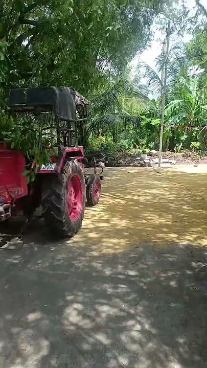 motta maraththai eillam vettiachchu #shortvideo