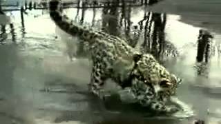 Кошка Ашера самая дорогая кошка в мире Кошка Ашера самая дорогая кошка в мире