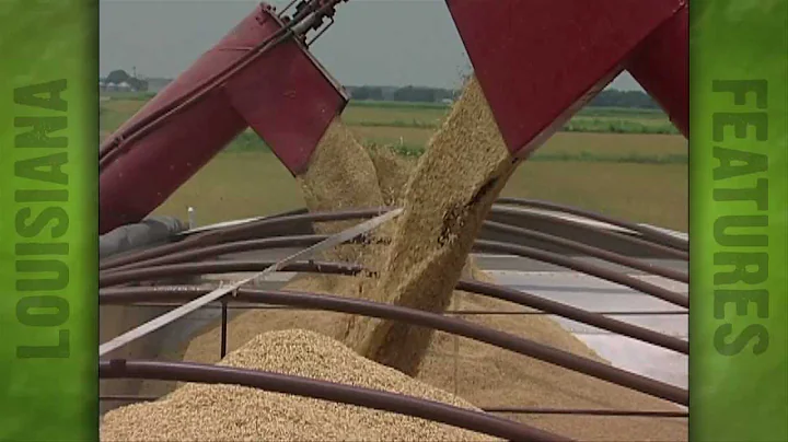 Rice Harvest at Thibodeaux farm (2004)