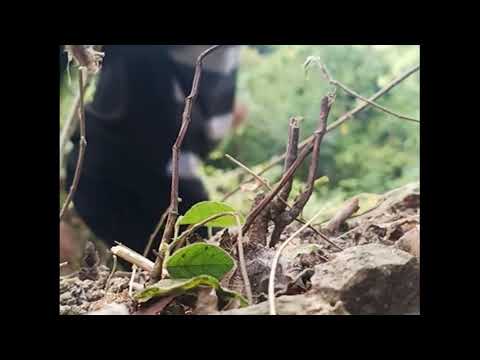 Bee Araska Tenke Buka Bee Iha Mota Kuak Anon Gol