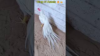 Parrot Beak Heera Aseel with Amazing Long Feathers 👑😍#Shorts