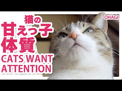 猫の甘えっ子体質