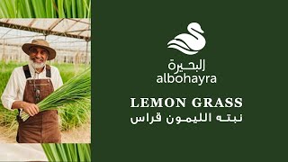 Albohayra 🌿 -  Lemon grass With uncle BoOthman | نبته الليمون قراس مع العم بوعثمان 😍🌿