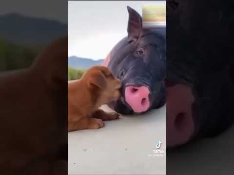 Смешные приколы до слёз с животными собаками и птицами