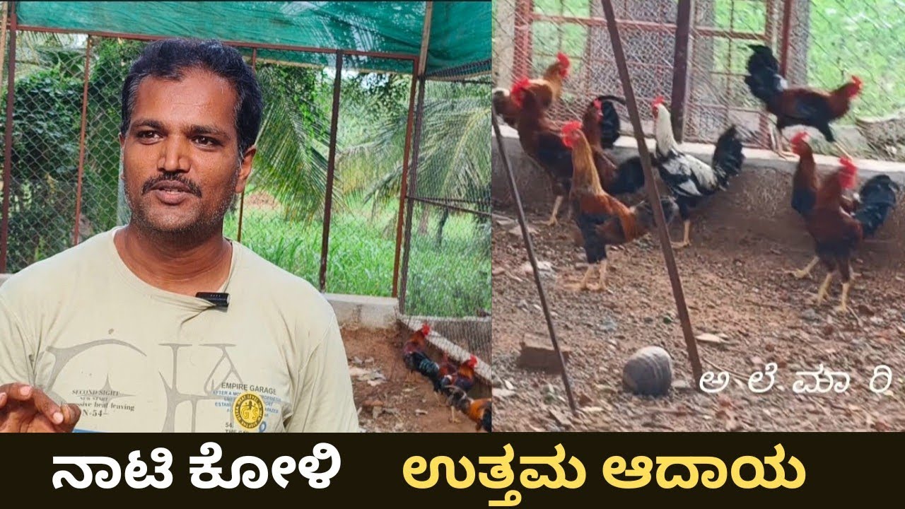 ನಾಟಿ ಕೋಳಿ ಸಾಕಾಣಿಕೆ : ಉತ್ತಮ ಆದಾಯ ಮೂಲ #alemarimanasumotivation 