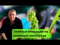 Зеленые операции на саженцах винограда в домашних условиях.  Green operations on grapes