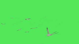 Green Screen Seagull Flock Animation