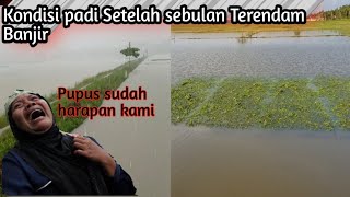 Begini jadinya Padi setelah  banjir Bikin hati petani hancur, pupus sudah semua harapan