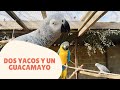 Nuevo grupo en el refugio | Dos yacos y un guacamayo en una nueva voladera