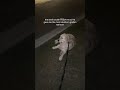 no one told me golden retrievers are this stubborn