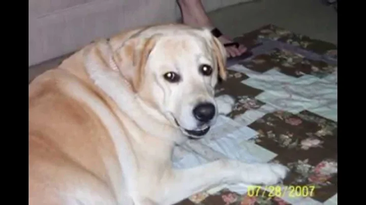 YELLOW LAB TRIBUTE
