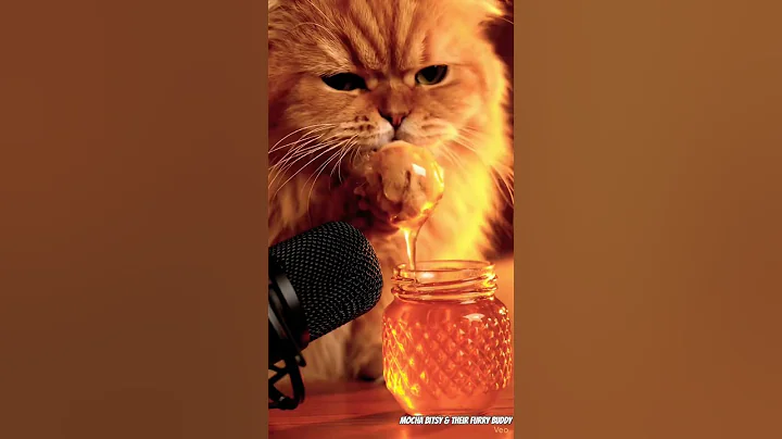 Watch the video about Satisfying ASMR – Fluffy Cat & Honey Jar Scene #yummy #satisfying #kitten #cutecat #asmr #aivideo