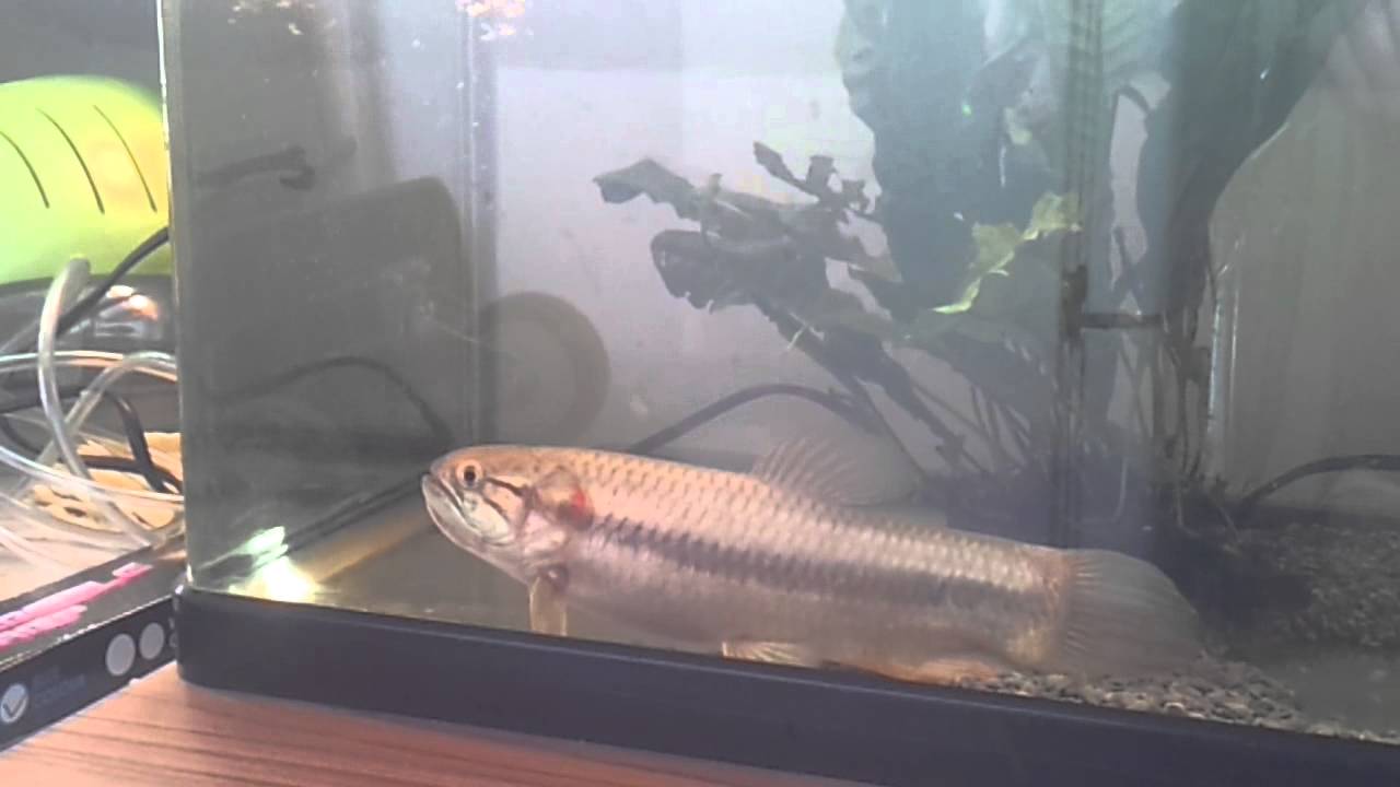 Wolf Fish Vs Frog Part 1 Youtube Wolf Fish Vs Frog Part 1 Youtube
