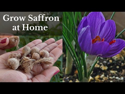 Video: Krokusy šafránové v květináčích: Pěstování šafránových krokusů v nádobách