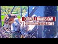 Red-tailed Hawk Cam 2020 Season Highlights