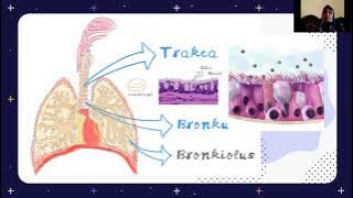 Auskultasi Suara Napas (Normal)
