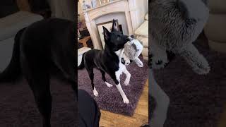 Barney the Tv border collie loves this horse