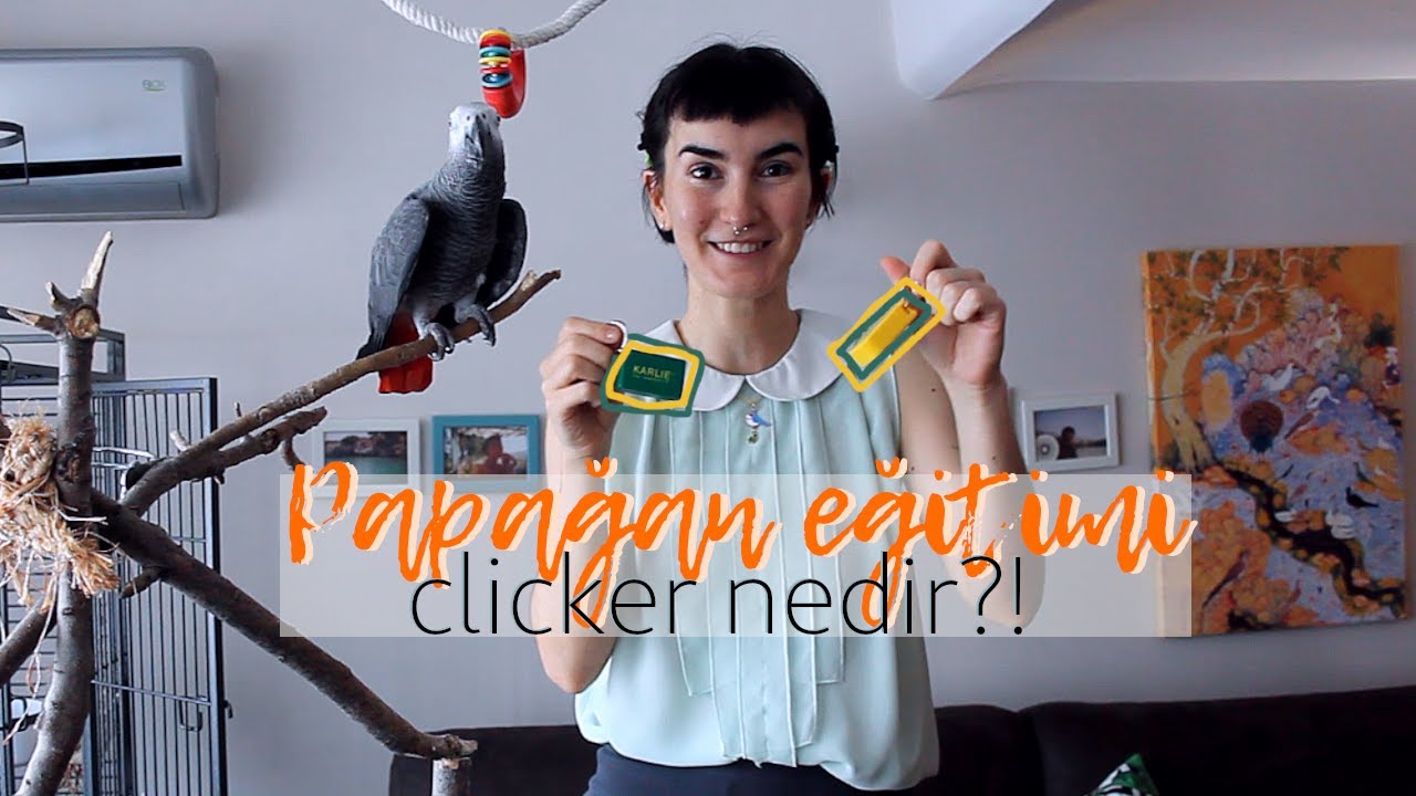 Clicker Nedir? Nasıl Kullanılır? | Papağan Eğitimi Temelleri