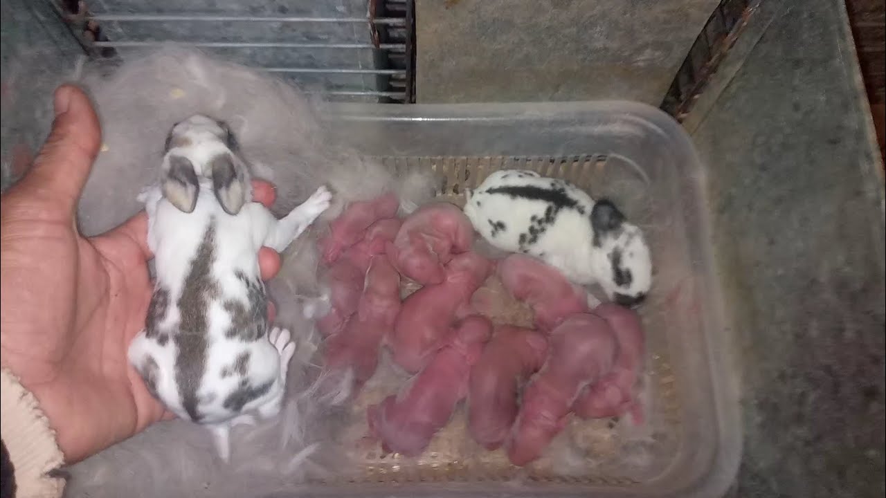 هدا هوا سر نجاح مشروع تربية الأرانب بطريقة سهلة وبسيطة