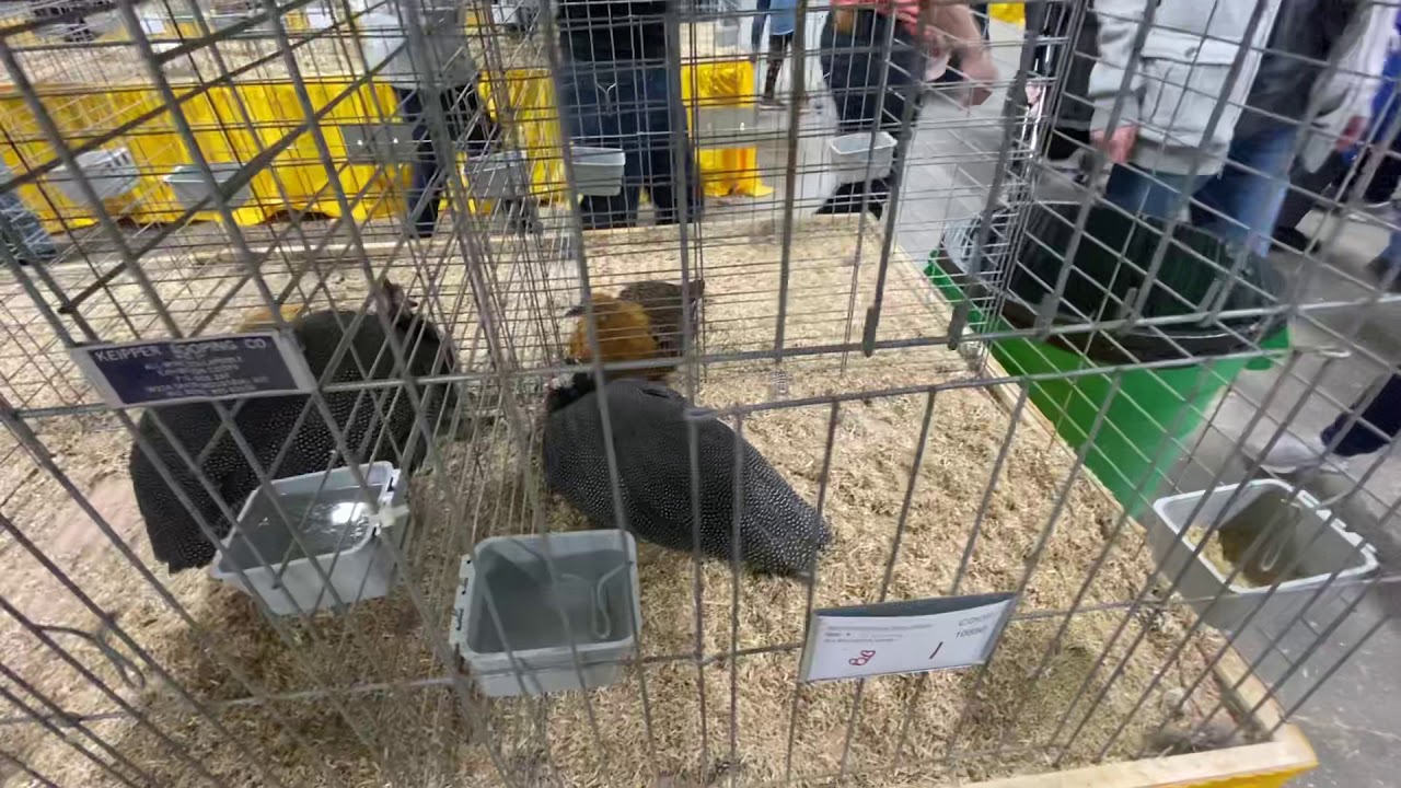 Poultry at the Pennsylvania Farm Show 1/4/20 YouTube