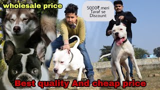 Cheap price Dog Market In Delhi | Wholesale price Dog | American bully Pitbull Saint Bernard | 2020