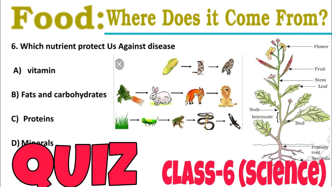 quiz test yourself class 6 science ncert worksheet youtube