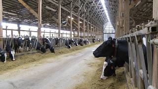 How The Dairy Industry Has Embraced Embryo Transfer