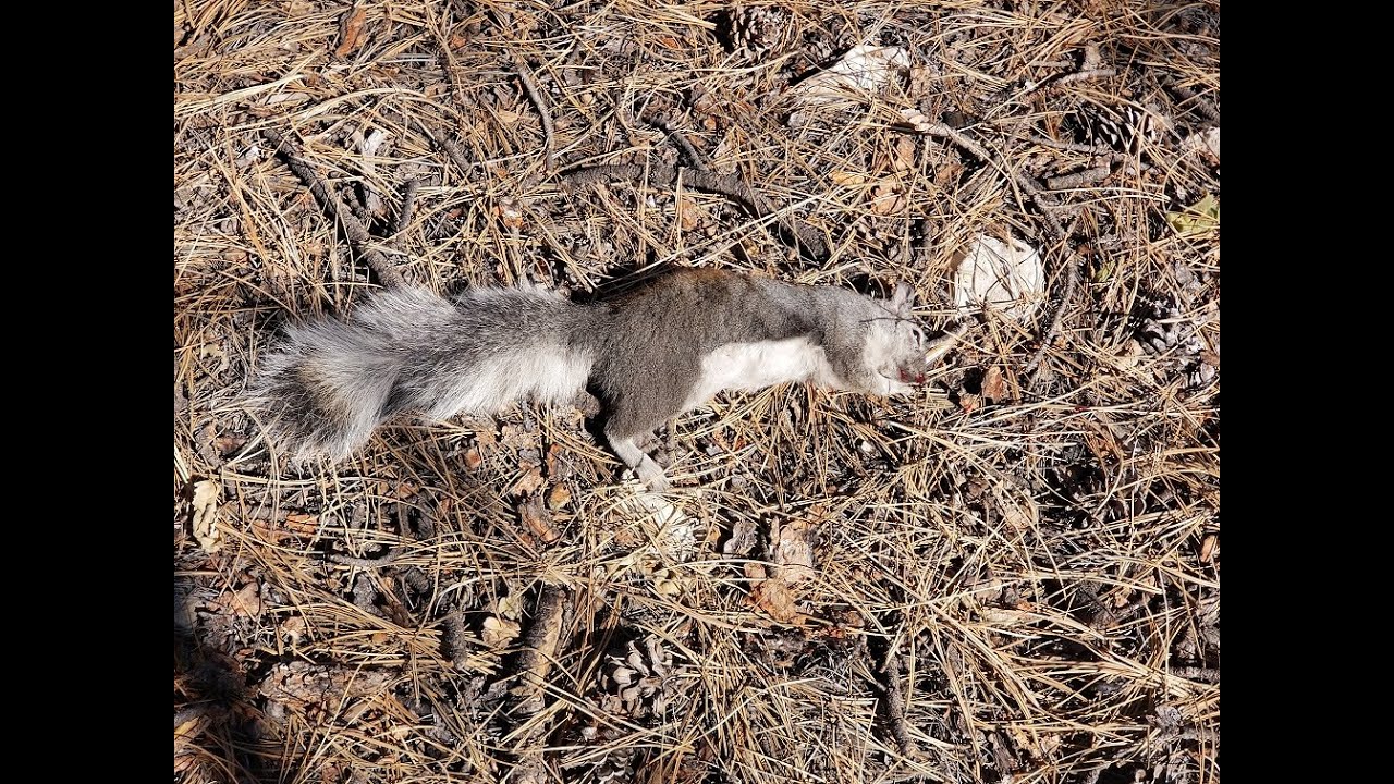 squirrel hunt 10/03/2020