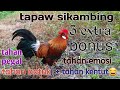 Pikat Ayam Hutan wow!! Pikat kokok kambing tapaw ke 2 jumpa ayam hutan ori ganas