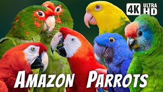 AMAZON PARROTS | COLORFUL BIRDS | BEAUTIFUL NATURE BIRDS SOUNDS | RELAXING NATURE | CUTE BIRDS