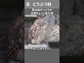 実は体のつくりが全部ちょっと変な鳥