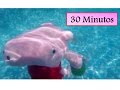 Peppa Pig bucea en la piscina y en el mar 30 minutos de Historias de la Playa de Peppa Pig