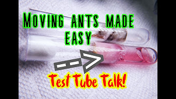 Switch Ant Test Tubes Like A BOSS