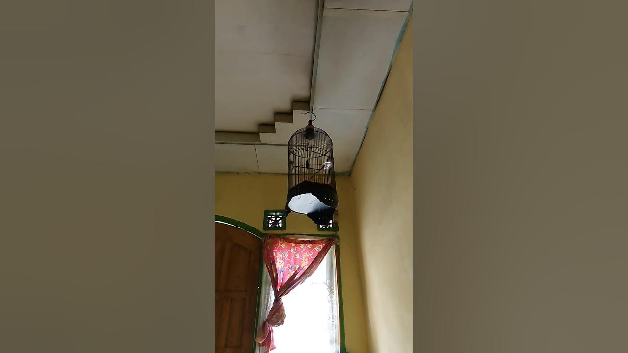 Konin Gacor siang malam pancingan kolibri ninja YouTube