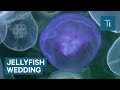 A Jellyfish Wedding Occurs Every Summer In Alaska