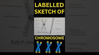 labelled sketch of Chromosomes| #shorts #science #chromosome labelled sketch of Chromosomes| #shorts #science #chromosome
