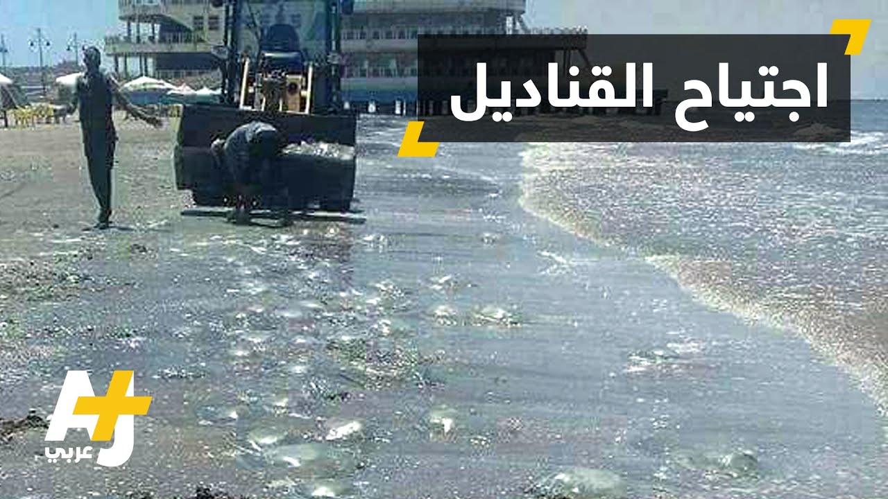 أسراب قناديل البحر تغزو شواطئ مصر وتفسد موسم الاصطياف