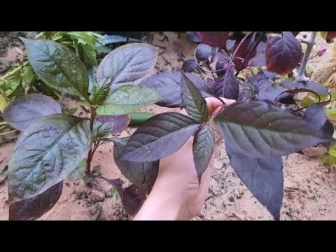 أعطي حديقتك ومنزلك رونق ا خاص ا وشكلا مميز ا بزراعة هذا النبات النتيرا نمول برازيلي دم العاشق