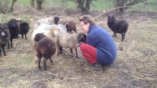 Een winter met Ouessant schapen