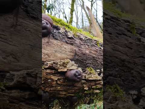 Волшебный мир мхов и грибов/yew-boxwood grove