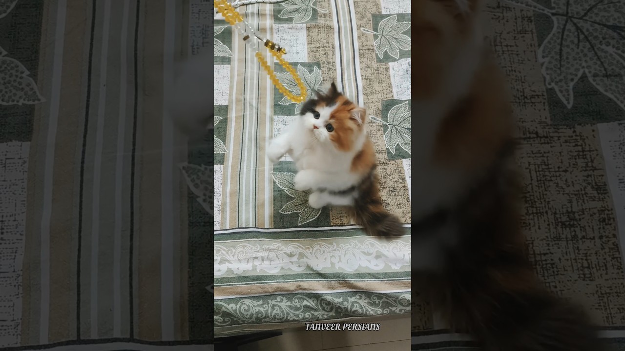 1+ year Female Purebred Persian