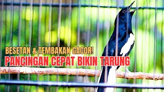 Besetan & Tembakan Gacor! Pancingan Cepat Bikin Tarung