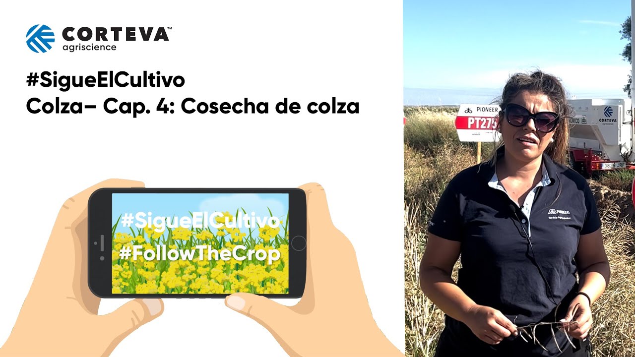 #SigueElCultivo Colza Cap 4: Cosecha de colza