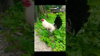 Download Lagu solid kanawayon grey green legs pa #ayam #chicken #rooster MP3