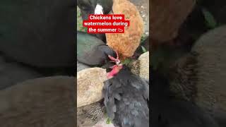 Cute chickens eating watermelon 🍉😊