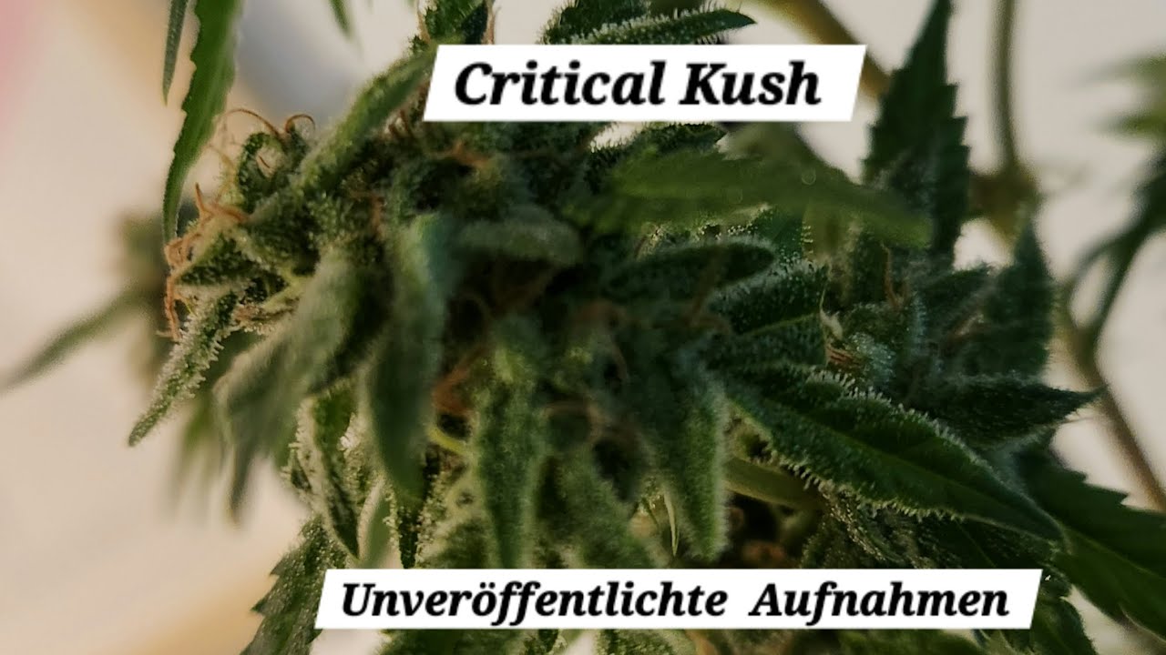 Critical Kush | Unveröffentlichte Aufnahmen | Anfang bis Ende | #kush #420