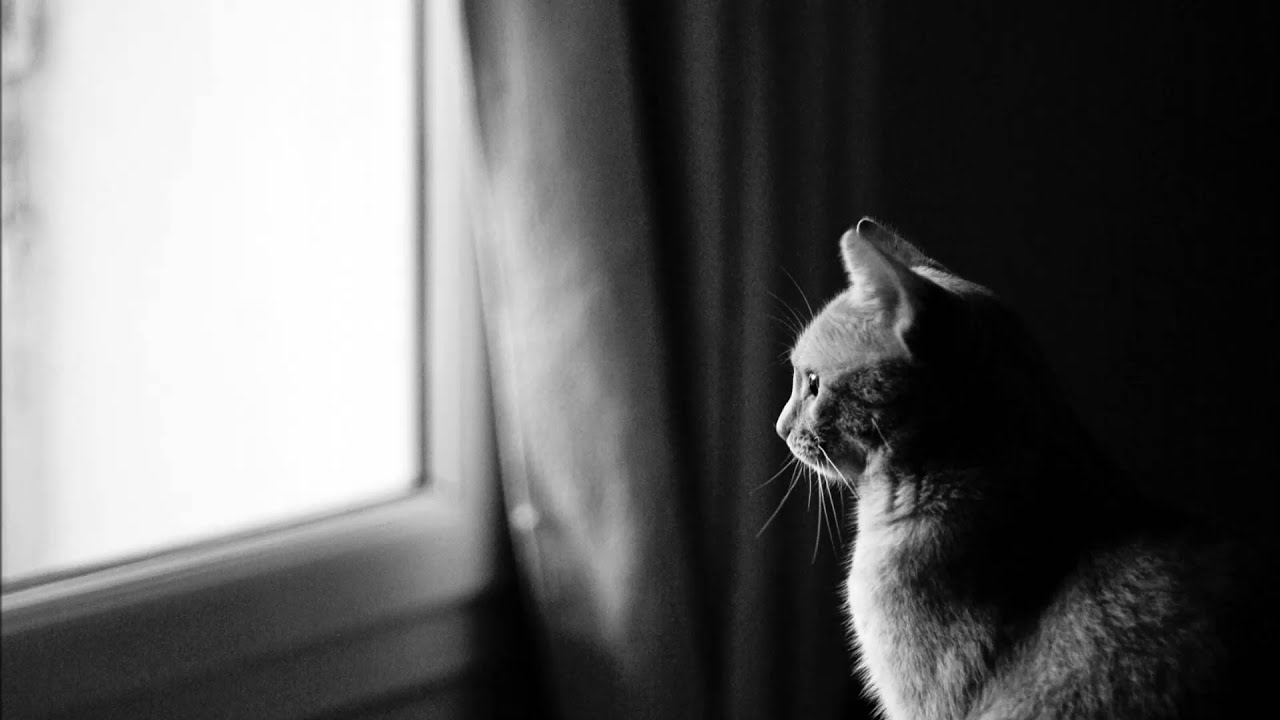 Meojifo - Camdem Brew | Copyright Free Music